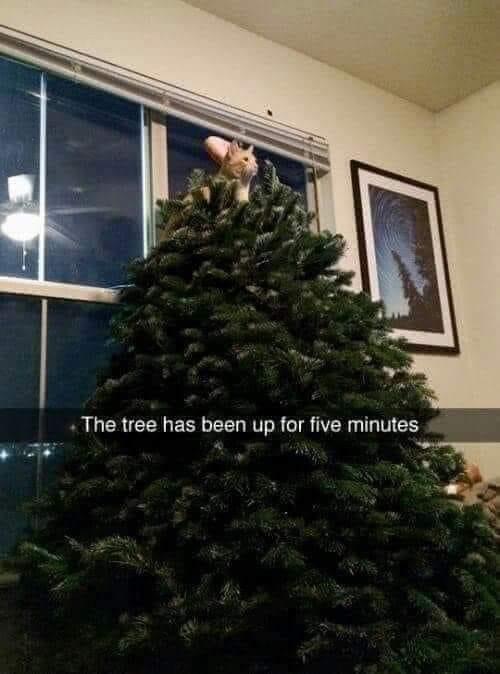 Tree has been up 5 minutes 