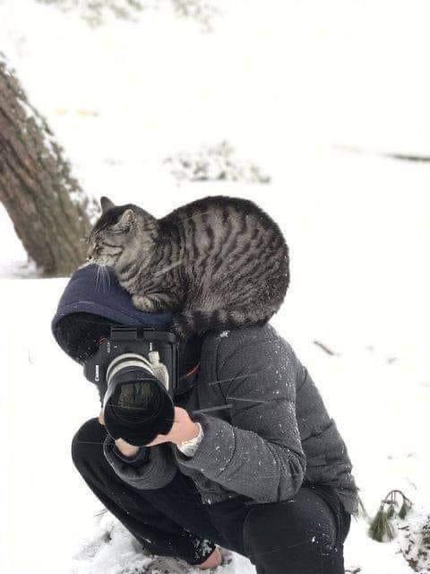 Cats & Photography