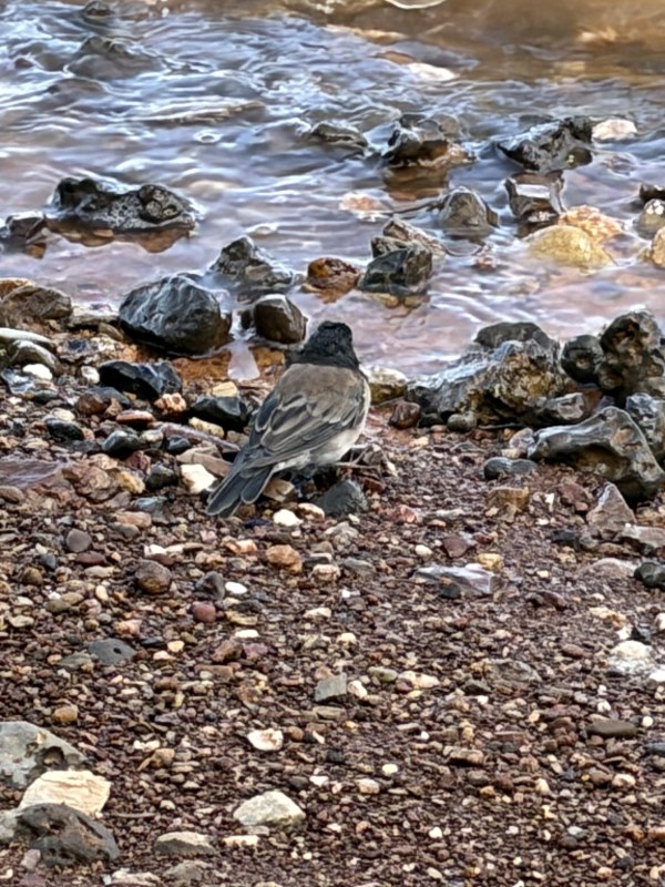 Bird...could hardly see him