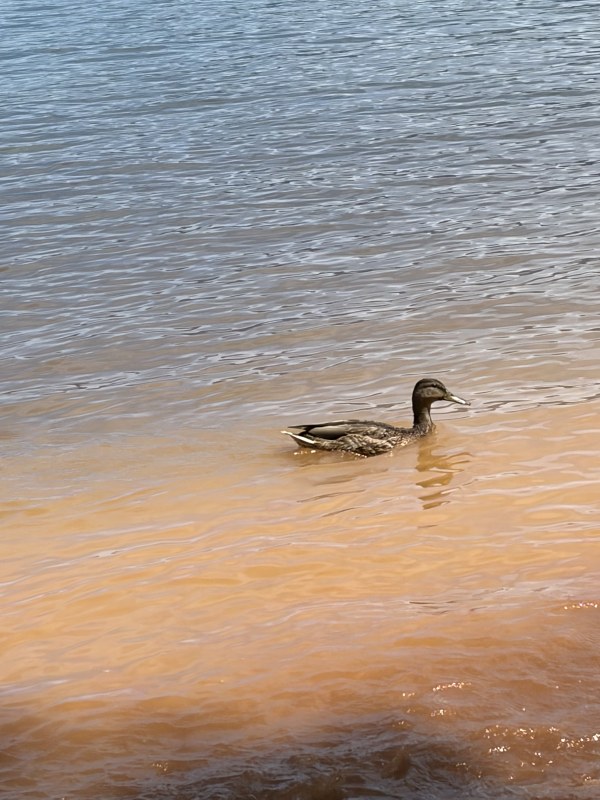 Elanor the duck