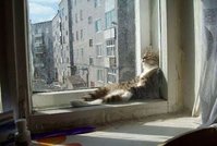 Cats Chillin'