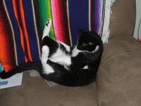 A New Fall 2007 Cat Album