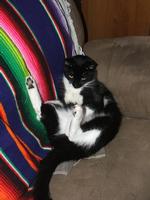 A New Fall 2007 Cat Album