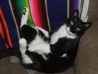 A New Fall 2007 Cat Album