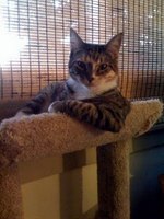 Cats Chillin'