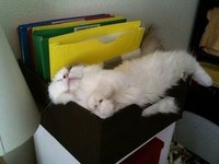 Cats Chillin'