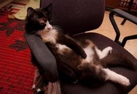 Cats Chillin'