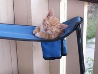 Cats Chillin'
