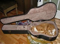 Cats Chillin'