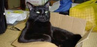 Cats Chillin'