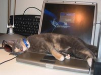 Cats Chillin'