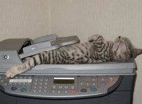 Cats Chillin'