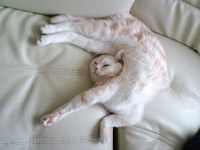 Cats Chillin'