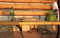 Cats Chillin'