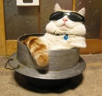 Cats Chillin'