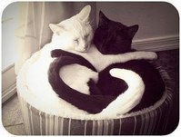 Cats Chillin'