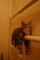 Cats Chillin'