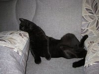 Cats Chillin'