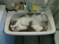 Cats Chillin'