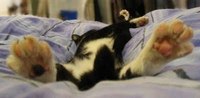 Cats Chillin'