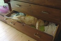 Cats Chillin'
