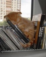 Cats Chillin'