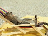 Cats Chillin'