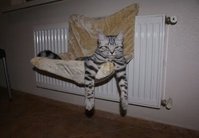 Cats Chillin'