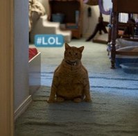 Cats Chillin'
