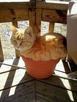 Cats Chillin'