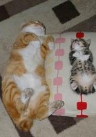 Cats Chillin'