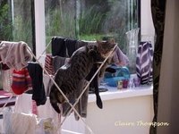 Cats Chillin'
