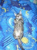 Cats Chillin'