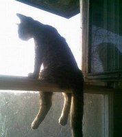 Cats Chillin'