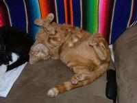 Massive Orange Cat