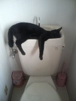 Cats Chillin'