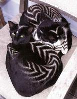 Painted Cats (Seriously)