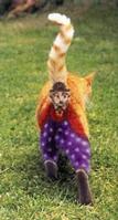 Painted Cats (Seriously)