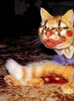 Painted Cats (Seriously)