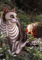 Painted Cats (Seriously)