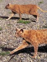 Painted Cats (Seriously)