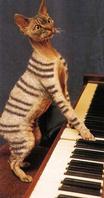 Painted Cats (Seriously)