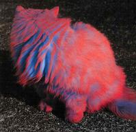 Painted Cats (Seriously)