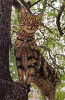 Painted Cats (Seriously)