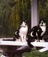 Painted Cats (Seriously)