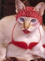 Painted Cats (Seriously)