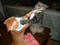 Sweet Kitties