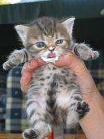 Sweet Kitties