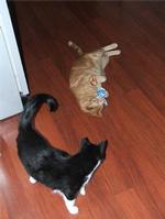 Tango's Second Birthday