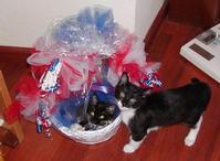Oreo and Cup as Kittens